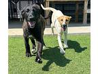 Happy, Labrador Retriever For Adoption In Richmond, Kentucky