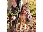 Rose And Lorenzo - The Best Pair, Staffordshire Bull Terrier For Adoption In San