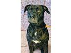 Blacky, Terrier (unknown Type, Small) For Adoption In Wintersville, Ohio