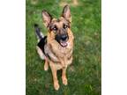 Adopt Dolly a German Shepherd Dog