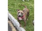 Lolly, American Staffordshire Terrier For Adoption In Saugus, Massachusetts