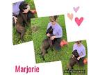 Marjorie, Labrador Retriever For Adoption In Ashdown, Arkansas
