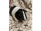 Scooby, Guinea Pig For Adoption In Claymont, Delaware