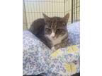 Hank, Domestic Shorthair For Adoption In Jim Thorpe, Pennsylvania