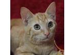 Addie Belle, Domestic Shorthair For Adoption In Cary, North Carolina