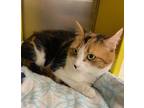 Itzy, Domestic Shorthair For Adoption In Manchester, Connecticut