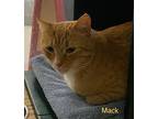 Mack, Domestic Shorthair For Adoption In Manchester, Connecticut