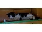 Sugar Plum, Domestic Shorthair For Adoption In Jim Thorpe, Pennsylvania