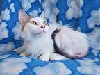 Denali, Domestic Mediumhair For Adoption In Hornell, New York