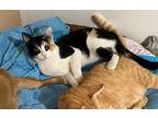 Polo, Calico For Adoption In Midway City, California