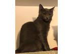 Mischief, Domestic Shorthair For Adoption In Midway City, California