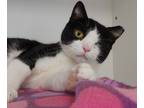 Patrice, Domestic Shorthair For Adoption In Belmont, New York