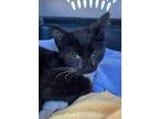 Dorothy, Domestic Shorthair For Adoption In Midway City, California