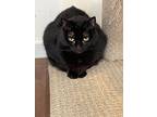 Millie, Domestic Shorthair For Adoption In Midway City, California