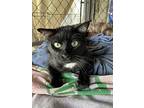 Jax, Domestic Shorthair For Adoption In Midway City, California