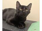 Solstice, Domestic Shorthair For Adoption In Belmont, New York