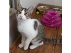 Mike, Domestic Shorthair For Adoption In Belmont, New York