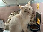Popcorn, Domestic Longhair For Adoption In Midway City, California