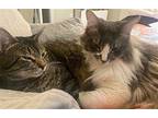 Prince And Perry - Best Friends, Maine Coon For Adoption In Acworth, Georgia