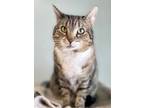 Jolly, Domestic Shorthair For Adoption In Belmont, New York