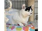 Bruce, Domestic Shorthair For Adoption In Midway City, California
