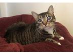 Grace, Domestic Shorthair For Adoption In Midway City, California