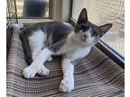 Jack, Domestic Shorthair For Adoption In Midway City, California