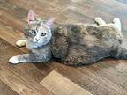 Luna, Domestic Shorthair For Adoption In Midway City, California