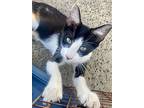 Arthur, Domestic Shorthair For Adoption In Midway City, California