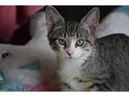 Theon, Domestic Shorthair For Adoption In Cary, North Carolina