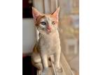 Strawberry, Domestic Shorthair For Adoption In Cary, North Carolina