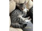 Greyfoot, Domestic Shorthair For Adoption In Cary, North Carolina