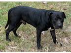 Cesar, American Pit Bull Terrier For Adoption In Natchez, Mississippi