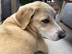 Brandi, Labrador Retriever For Adoption In Los Angeles, California