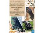 Cinder, Labrador Retriever For Adoption In Ogden, Utah