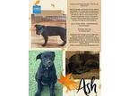 Ash, Labrador Retriever For Adoption In Ogden, Utah