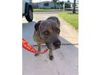 Starshine, American Pit Bull Terrier For Adoption In Rockledge, Florida