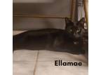 Adopt Ellamae a Domestic Short Hair