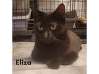 Adopt Eliza a Domestic Short Hair