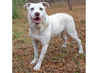 Floyd, American Pit Bull Terrier For Adoption In Tyler, Texas