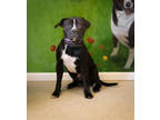 Maxwell *aspiring Body Builder*, American Pit Bull Terrier For Adoption In