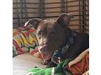 Stella, American Staffordshire Terrier For Adoption In Raleigh, North Carolina