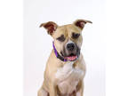 Jersey *voted Best Kisser At Ltbhs!*, American Pit Bull Terrier For Adoption In