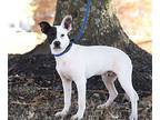 Jester, Rat Terrier For Adoption In Olive Branch, Mississippi