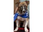 Tanner, Terrier (unknown Type, Medium) For Adoption In Redlands, California