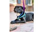 Mokie, Labrador Retriever For Adoption In Olive Branch, Mississippi