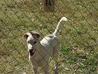 Olimar, Labrador Retriever For Adoption In Albemarle, North Carolina