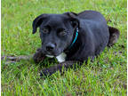 Percy, Patterdale Terrier (fell Terrier) For Adoption In Tyler, Texas