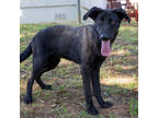 Mike, Labrador Retriever For Adoption In Tyler, Texas