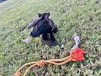 Tiny, Labrador Retriever For Adoption In Olive Branch, Mississippi